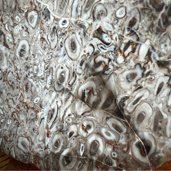 Rare Petrified Palm Root Fossil Stone California Home Decor Display Rock - Picture 13 of 15